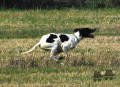 Pedigree BIANCO DES BUVEURS D'AIR Pedigree BIANCO DES BUVEURS D'AIR